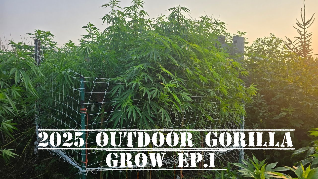 2025 outdoor Gorilla grow ep.1