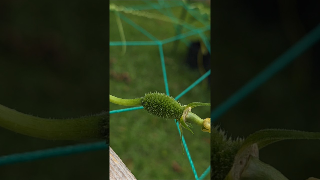 এটা জিনিসটা আগে জানলে এমনটা হতো না.. #foryou #shortsvideo #gardening #garden