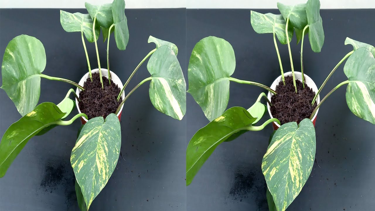 How to grow money plant faster using coco peat YouTube