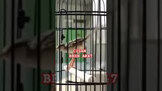 Download Lagu cisaw bren Ak47 MP3