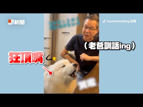 薩摩耶進入叛逆期！被訓話嗷嗚頂嘴＋倒地裝睡｜寵物動物｜狗狗｜精選影片