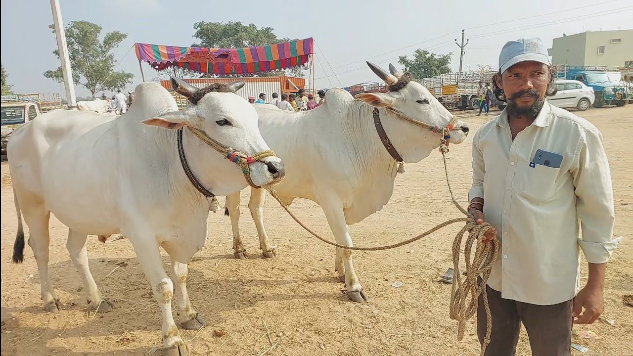 Biggest Bull market in Telangana | Pebbair eddula Santha videos | Oxen market in Pebbair