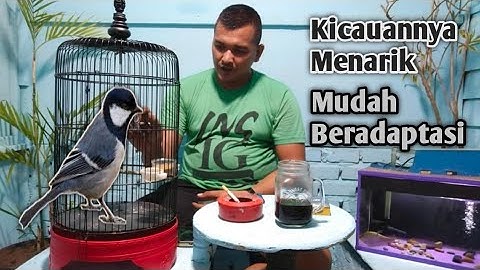 Cara merwat Gelatik Batu Biar Gacor dan Panjang Umur