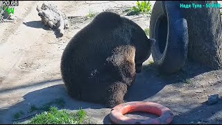 Мансур 🤎 Медведь стоит на страже своей любимой шины 😉🐾