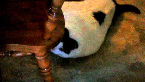 Fat Cat Attempts To Open Cat Nip Jar