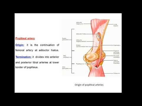 Video: Kraniale Bein: Funksjon Og Anatomi, Diagram, Tilstander, Helsetips