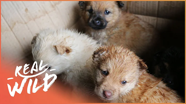 Taking Care of Abandoned Puppies | For The Love Of...