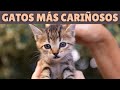 12 RAZAS de gatos MÁS CARIÑOSAS 😍