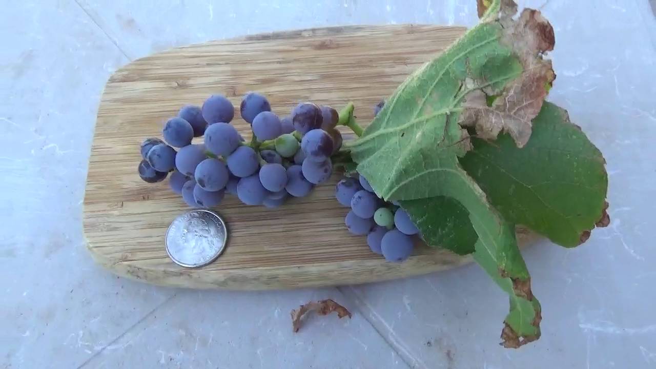 2016 Backyard Fruit Tree Project - Episode #11 Black Spanish Grapevine