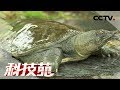 《科技苑》 20180530 找搭档 上竹排 怪招养出狠甲鱼 | CCTV农业