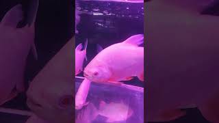 pacu albino #pacualbino#fish #aquarium #babyshark #glofish #megaquarium #ikanhias +