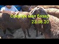 Сокулук мал базар 👍 Кой,козу,кочкор,эчки,тоок,Индюк,каз,өрдөк,көгүчкөн,жем,чөп баалары/жаны кабар/