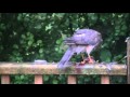 Sparrow Hawk