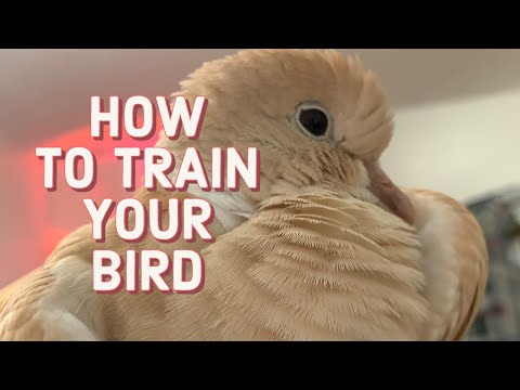How to Train your Bird