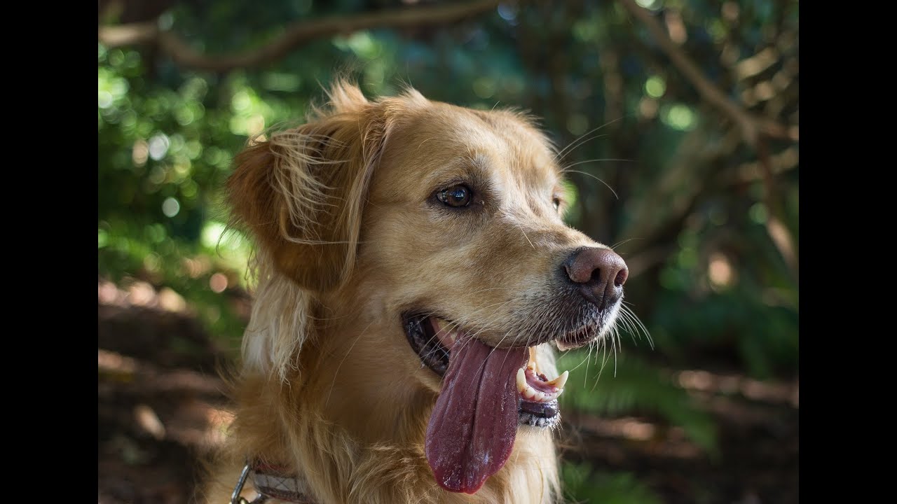 Dog panting sounds for stress relief YouTube