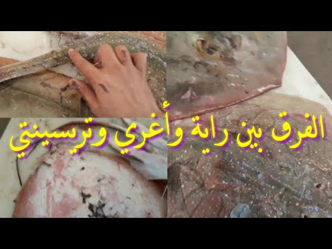 الفرق بين الراية وأغري وتريسينتي كيتشابهو