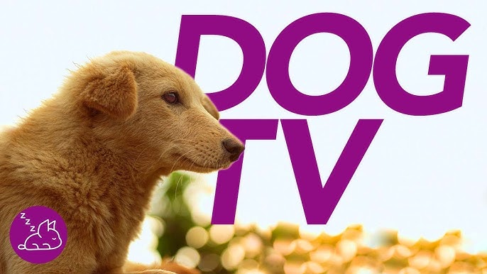 Does Dish Have Dog Tv Does Dish Have Dog Tv