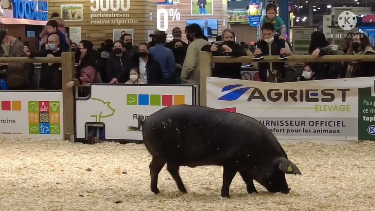 Salon de l'agriculture : tout savoir sur le bruit du cochon