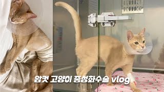 vlog 6개월 암컷 고양이 중성화 수술 후 반응 관리 5일간의 기록 현재 배상태 수술자국 얼마나 남나요? female cat neuter