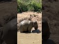 I want to live alone(Gerger)😂😂😁🐘#changchill #elephant #ethical #wildlife #nature #cute #animals