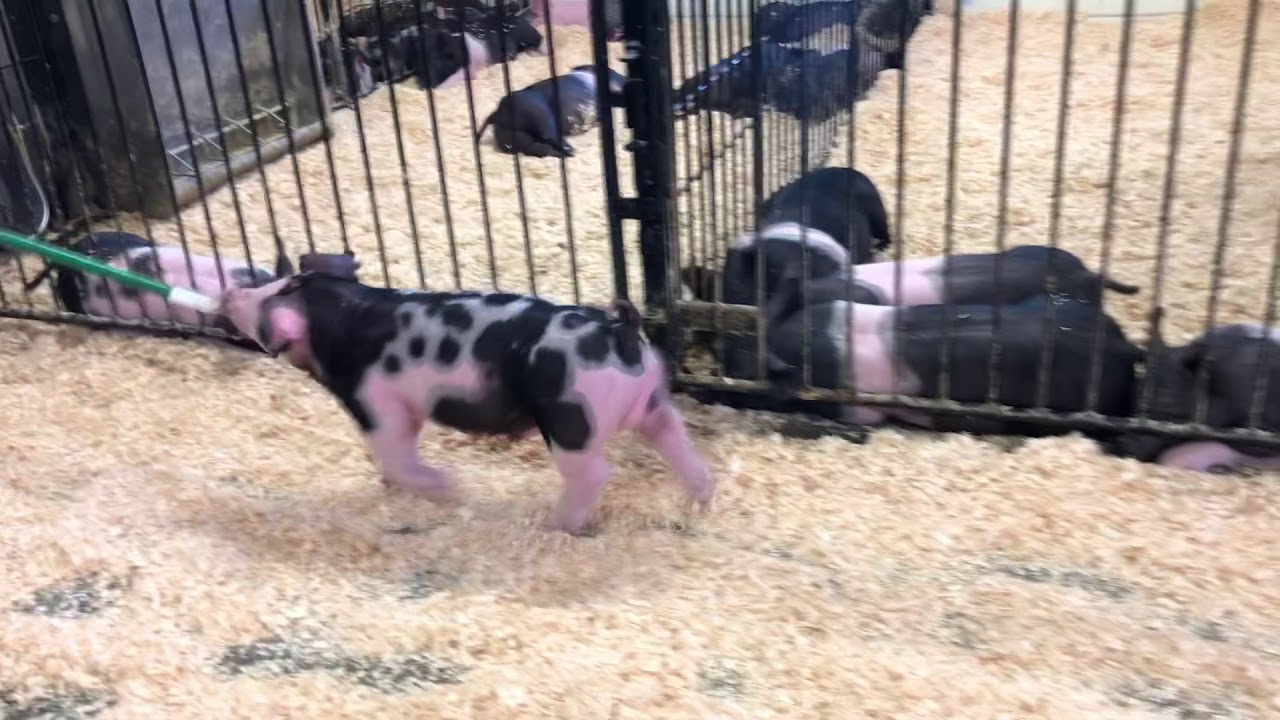 718 spot boar YouTube