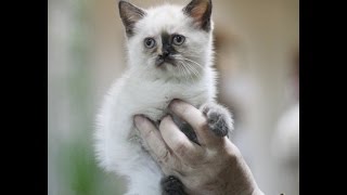 Котята скоттиш-фолд и скоттиш-страйт питомника Каприоль Котята скоттиш-фолд и скоттиш-страйт питомника Каприоль