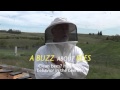 Un buzz sur les abeilles