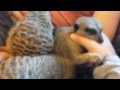 Meerkats Jack, George and Lilith at home