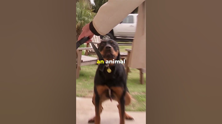 Cesar Is This Dog's Last Hope 💔 #dogwhisperer #dog #cesarmillan