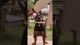 Thumbnail for Cesar Is This Dog's Last Hope 💔 #dogwhisperer #dog #cesarmillan