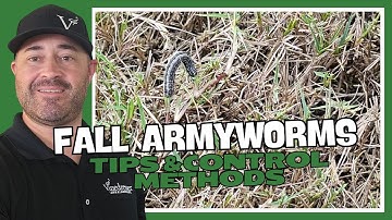 Fall Armyworms  Identification, Life Cycle, and Control #armyworms #lawncare