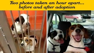 This Facebook Page Shares Hilarious and Relatable Dog Memes, Here Are 50 Of The Best Pics