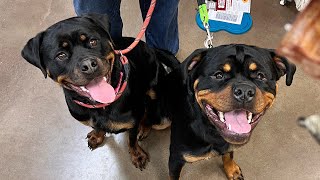 Adorable Rottweiler Finds a Home -- What Happens Next?! by The Rotty Ranch 12,593 views 1 year ago 9 minutes, 1 second