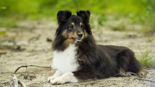 Understanding Shetland Sheepdog Puppy Development Milestones