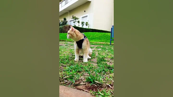 Video 4539451: tabby scottish, golden scottish, brown bengal, cute kitten