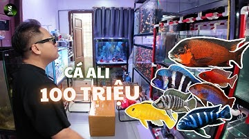 Bỏ ra 100 triệu để mua 1 đàn cá Ali thì bạn sẽ nhận được gì, cá Ali có thực sự dễ nuôi?