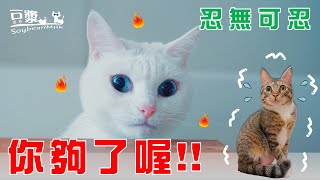 【豆漿  SoybeanMilk】為什麼有這麼呆的貓咪