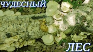 №884/ ЧУДЕСНАЯ  поездка в ЛЕС!!!