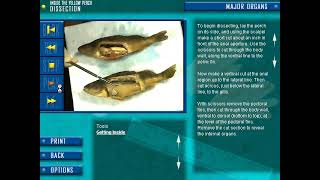 Insight-clopedia Fish