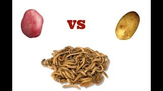 Do Red Potatoes make Mealworms grow bigger faster? + Small giveaway!