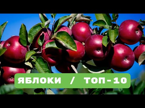 Видео: Яблоки в жарком климате: можно ли выращивать яблоки в садах Зоны 8