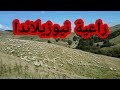 راعية في نيوزيلاندا وقطيعها الكبير ماشاء الله