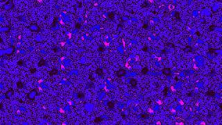 reaction diffusion system with 100 random perturbations at turing instability