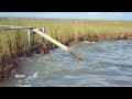 Coastal Wetlands