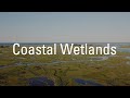 Coastal Wetlands