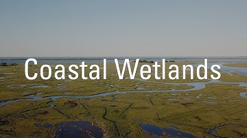 Coastal Wetlands