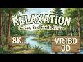 VR180 3D - 8K - Relaxation,, Nature,, Bois, Forêts - 24 avril 2026