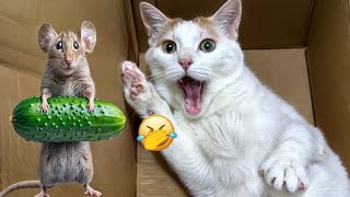 Funniest Cats And Dogs Videos 😎 - Best Funny Animal Videos 2024 😹🐶