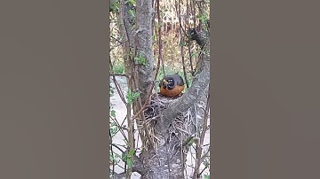#robinsnest #robins #robin