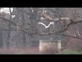 Young swan lands on ice before his killing by others